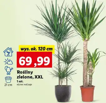 Lidl Rośliny zielone, XXL oferta