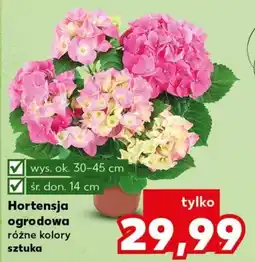 Kaufland Hortensja ogrodowa oferta