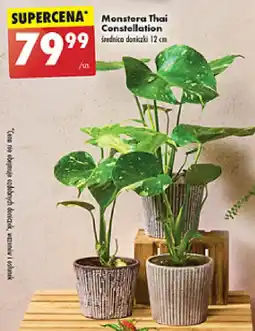 Monstera Thai Constellation