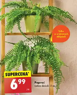 Biedronka Paproć oferta