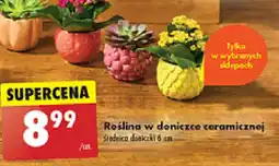 Biedronka Roślina w doniczce ceramicznej oferta