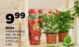 Netto Róża w doniczce 10.5 cm oferta