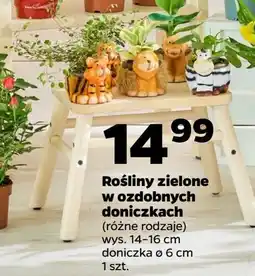 Netto Roślina zielona oferta