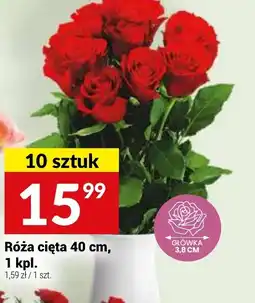 Twój Market Róża cięta oferta