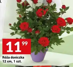 Twój Market Róża doniczka oferta