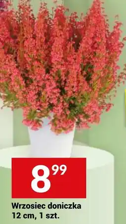 Twój Market Wrzosiec doniczka oferta