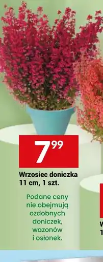 Twój Market Wrzosiec doniczka oferta