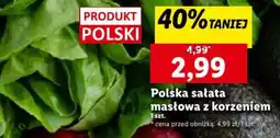 Polska sałata masłowa z korzeniem