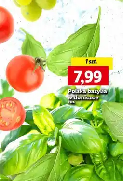 Lidl Polska bazylia w doniczce oferta