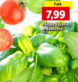 Lidl Bazylia oferta