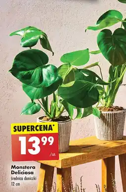 Monstera deliciosa