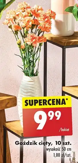 Biedronka Goździki 50 cm oferta