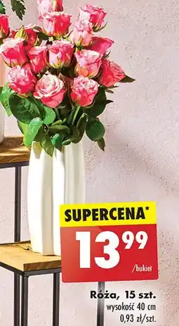 Biedronka Różą oferta
