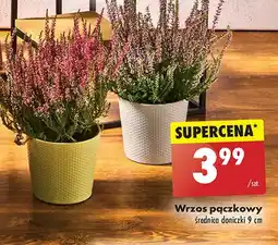 Biedronka Wrzos pączkowy śr. 9 cm oferta