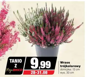 Bricomarche Wrzos oferta