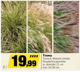 Trawa