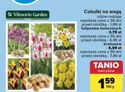 Carrefour Cebulki tulipanów dwukolorowych Vilmorin Garden oferta