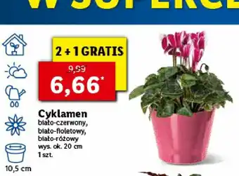 Lidl Cyklamen biało-czerwony 1 SZT oferta