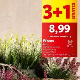 Lidl Wrzos oferta