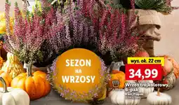 Lidl Wrzos trójkolorowy oferta