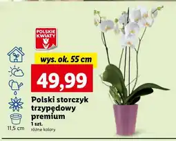 Lidl Storczyk 3-pędowy oferta