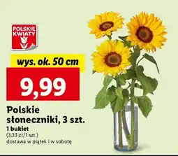 Lidl Słonecznik 50 cm oferta