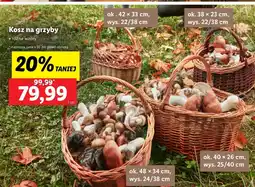 Lidl Kosz na grzyby 40 x 26 cm Wikpol oferta