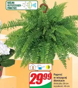 Dino Paproć wisząca oferta