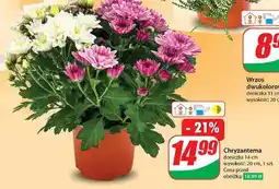 Dino Chryzantema oferta