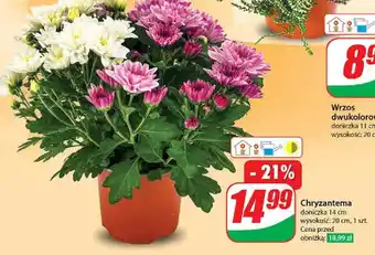 Dino Chryzantema oferta