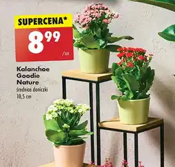 Biedronka Kalanchoe 10.5 cm oferta