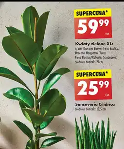 Biedronka Dracena bicolor oferta