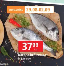 E.Leclerc Dorada królewska Scapmaree oferta