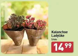 ALDI Kalanchoe oferta