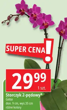 Storczyk 2-pędowy don. 12 cm Gasa