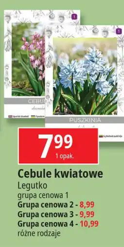 Cebule kwiatowe gr.4 W. Legutko