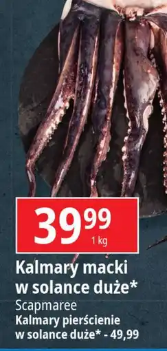 E.Leclerc Kalmary pierścienie Scapmaree oferta