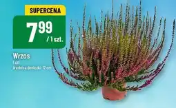 Polomarket Wrzos oferta