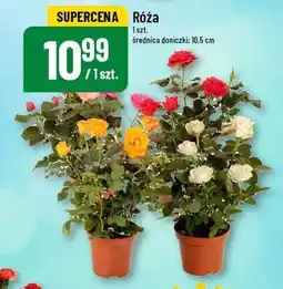 Polomarket Róża oferta