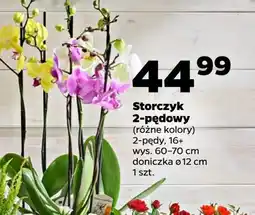 Netto Storczyk 2 pędowy oferta
