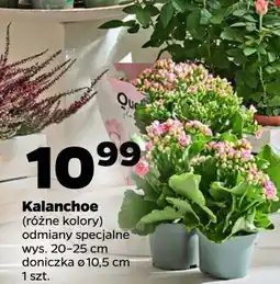 Netto Kalanchoe oferta