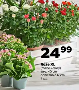 Netto Róża xl oferta