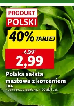 Lidl Sałata masłowa w doniczce oferta