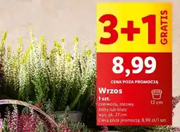 Lidl Wrzos różowy 12 cm oferta