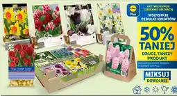 Lidl Cebule kwiatowe hiacynt oferta