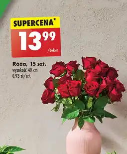 Biedronka Róże oferta