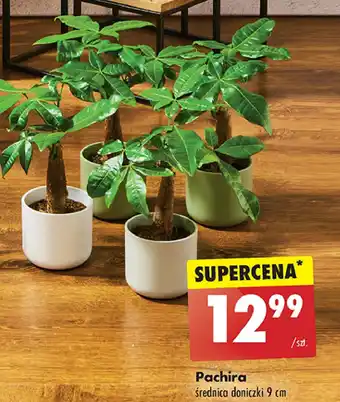Biedronka Pachira don 9 cm oferta