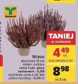Wrzos 11 cm