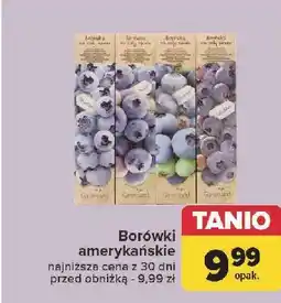 Borówka amerykańska