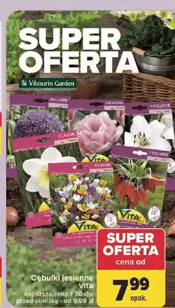 Carrefour Cebulki żonkili Vita Line oferta